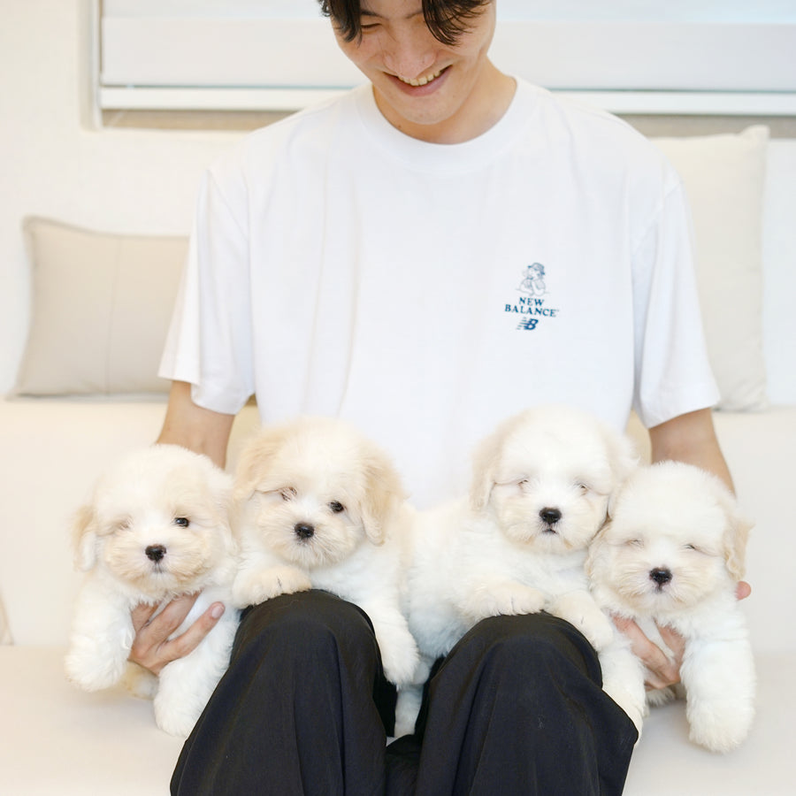 Coton de Tulear - Nox