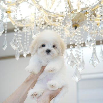 Coton de Tulear - Odette