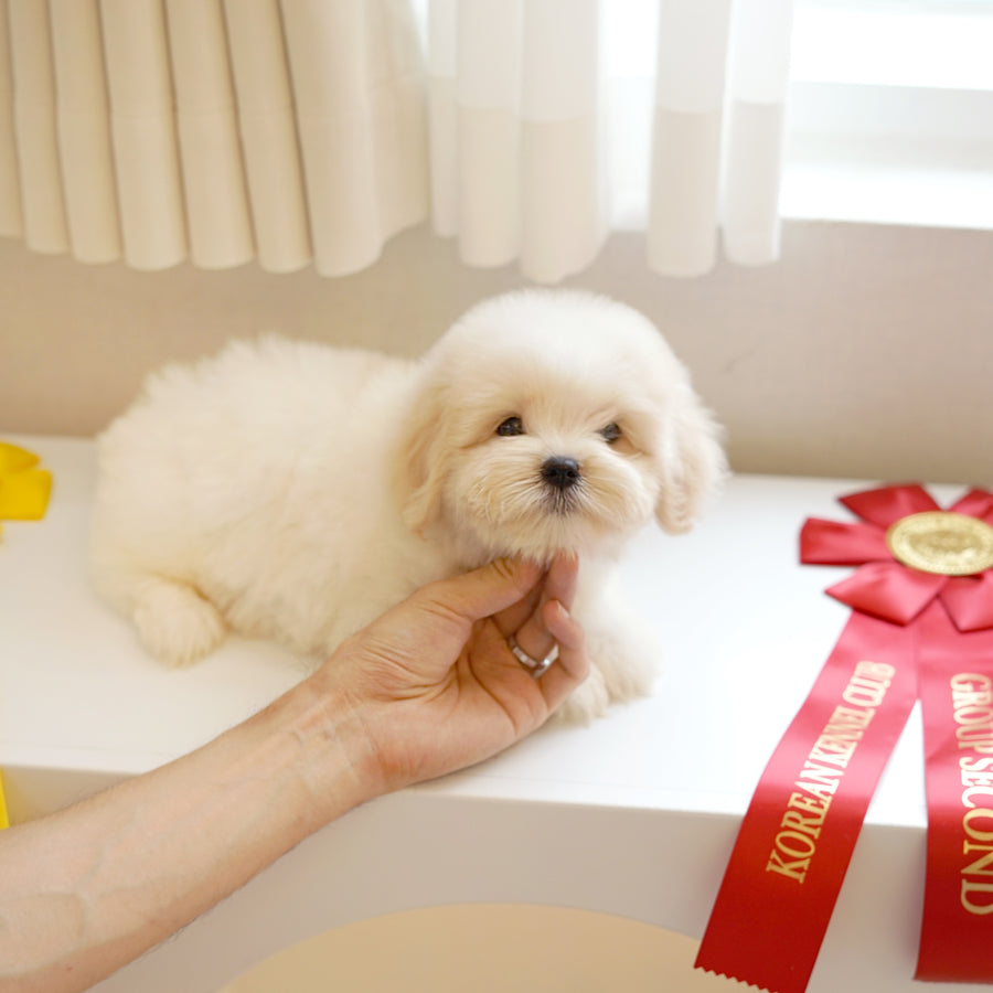 Coton de Tulear - Odette