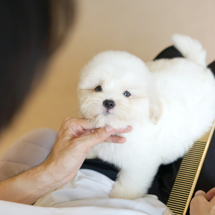 Coton de Tulear - Lucien