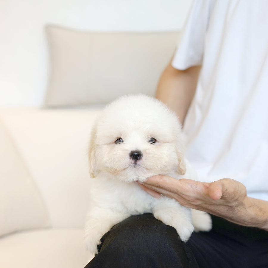 Coton de Tulear - Lucien