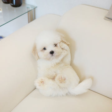 Coton de Tulear - Lucien
