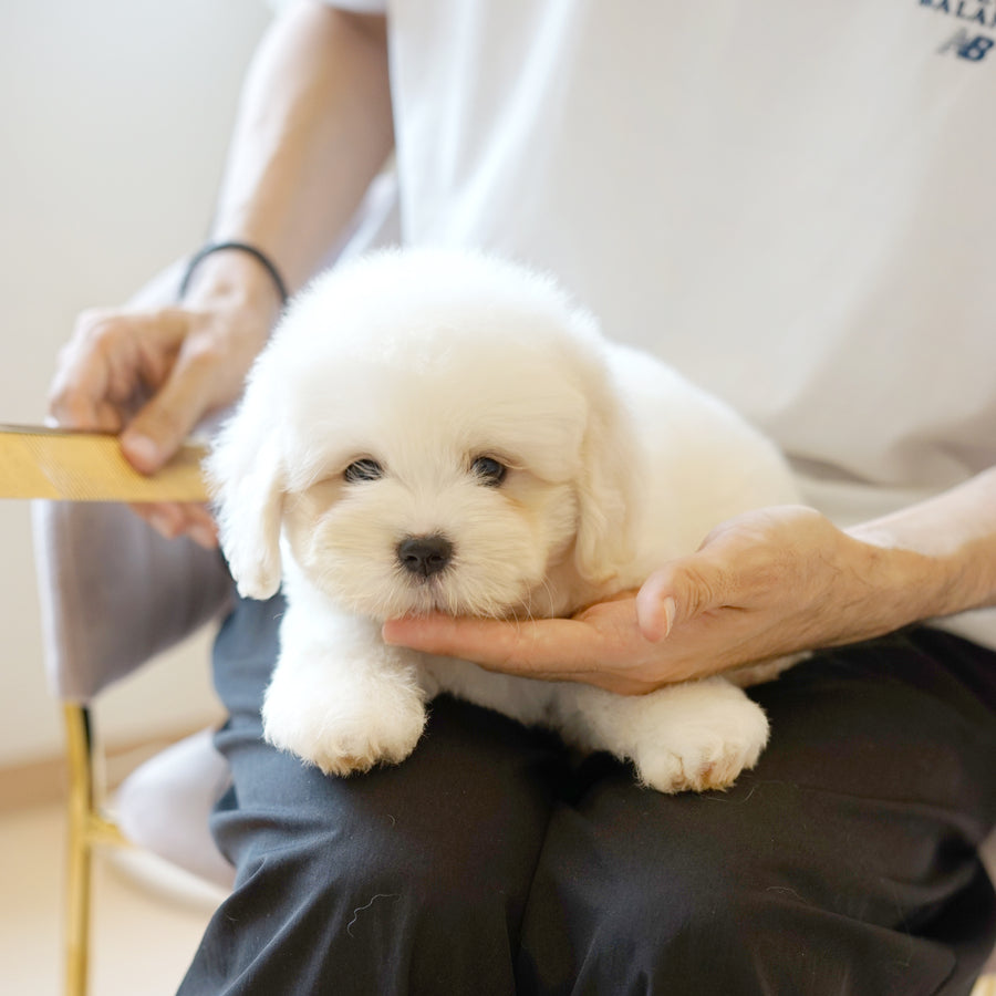 Coton de Tulear - Nox