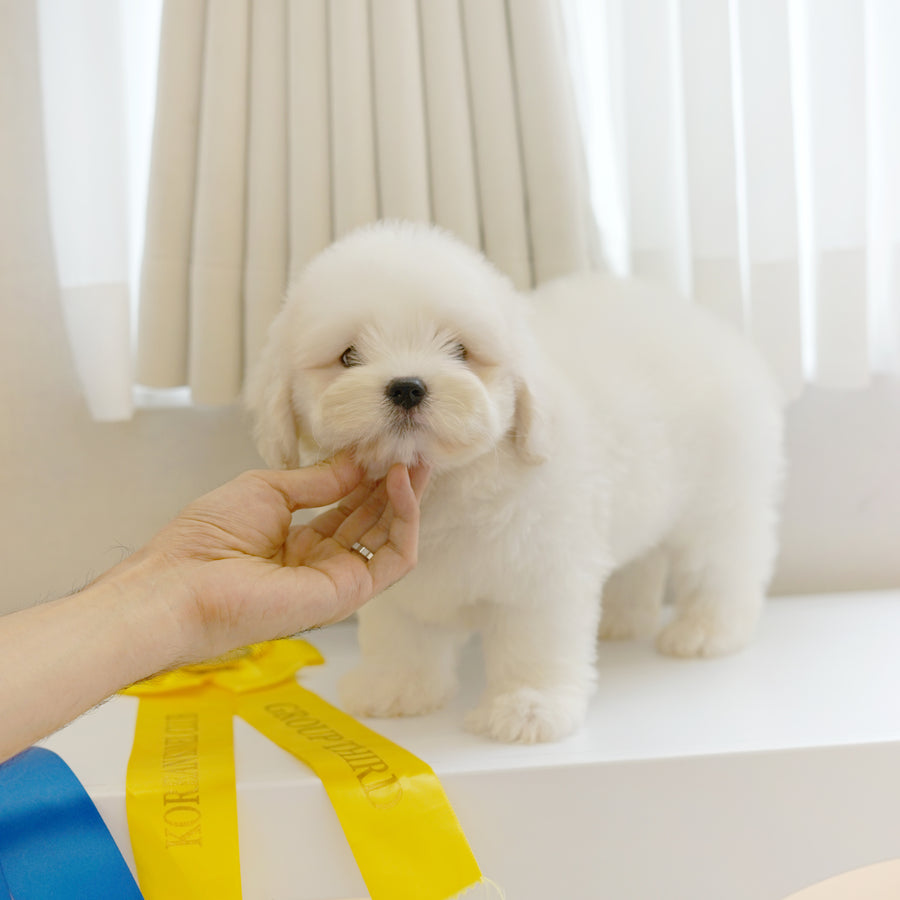 Coton de Tulear - Nox