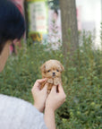 Mini Maltipoo - Aaron