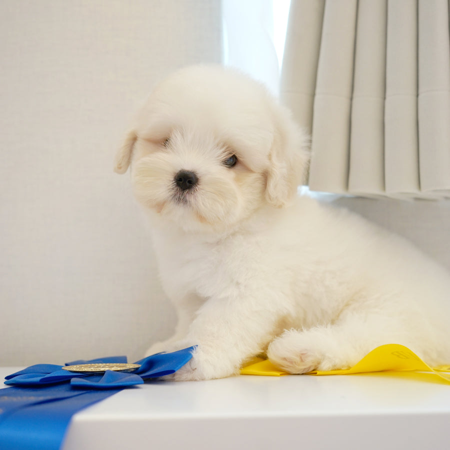Coton de Tulear - Nox
