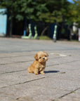 Mini Maltipoo - Aaron