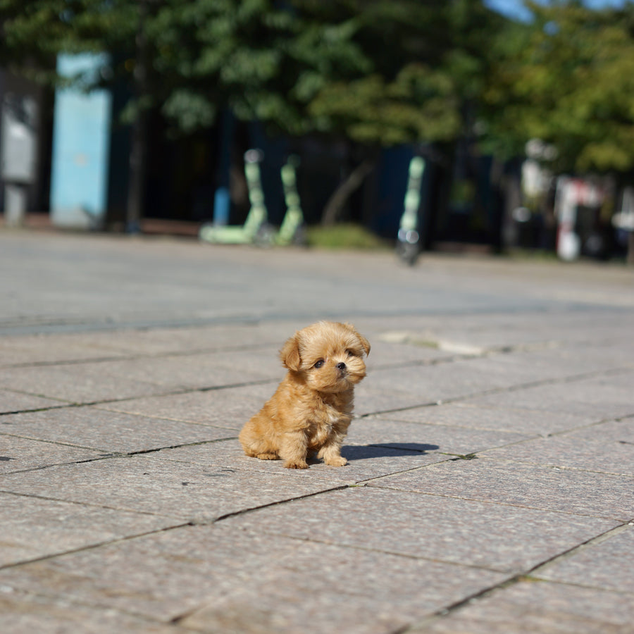 Mini Maltipoo - Aaron