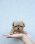 Mini Maltipoo - Aaron