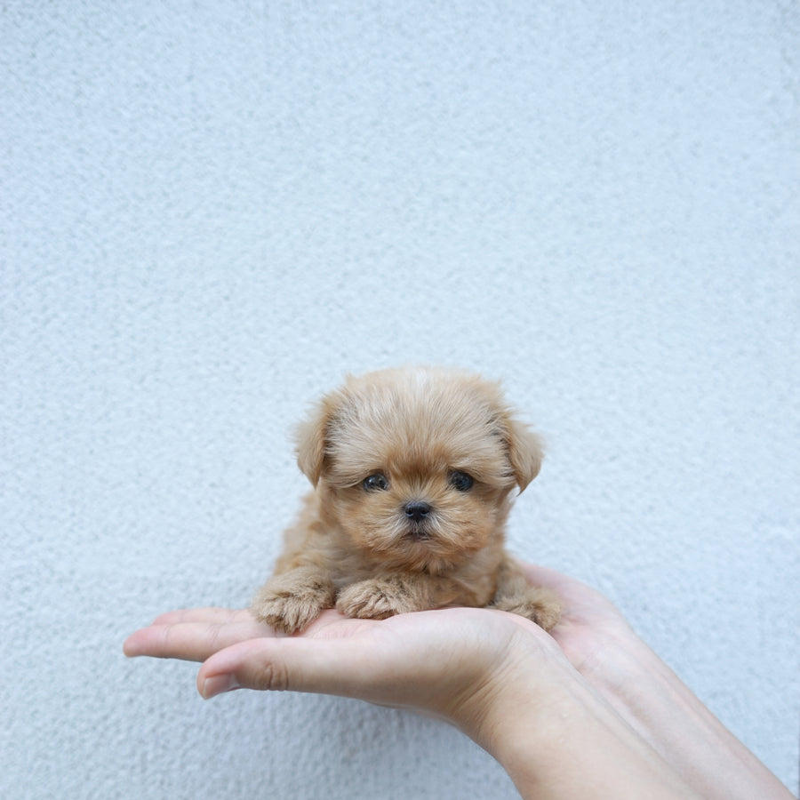 Mini Maltipoo - Aaron