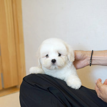 Coton de Tulear - Nox