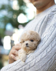 Mini Maltipoo - Bee