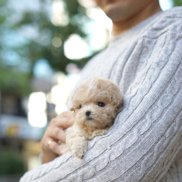 Mini Maltipoo - Bee