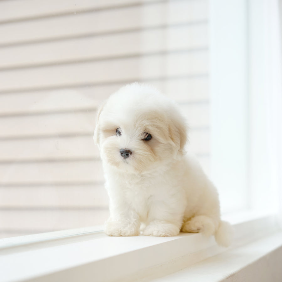 Coton de Tulear - Toby