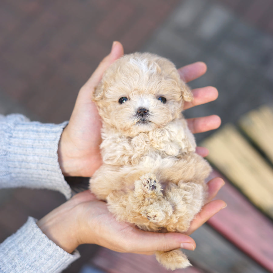 Mini Maltipoo - Bee