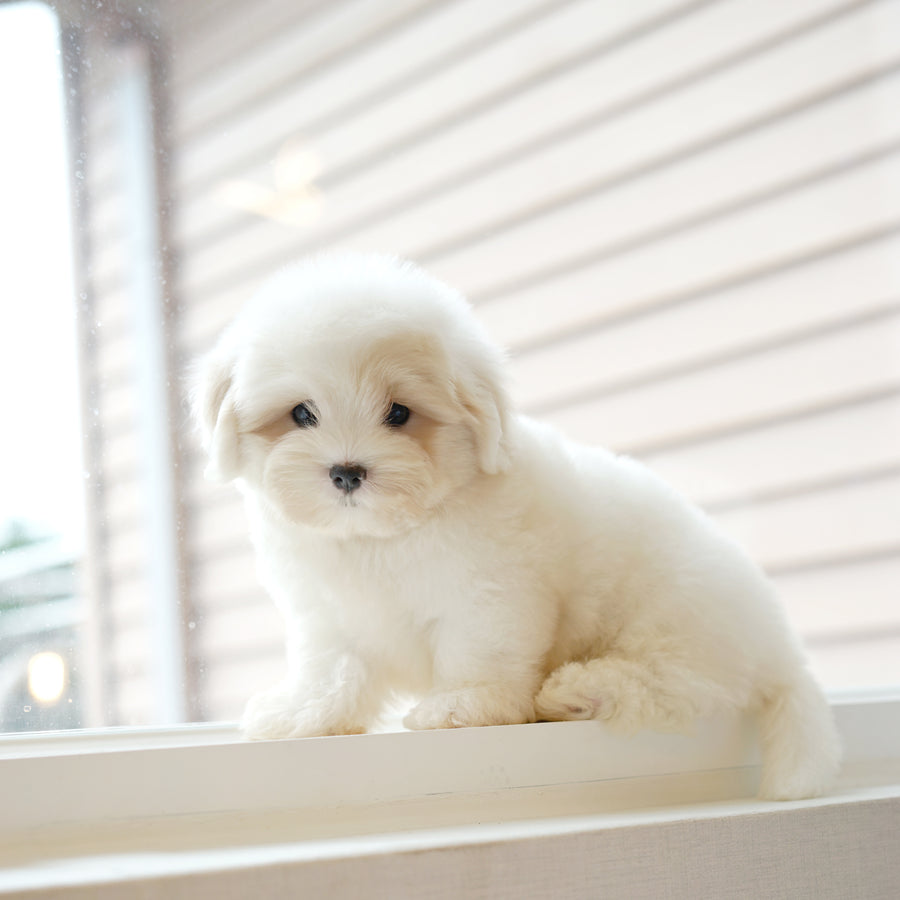 Coton de Tulear - Toby