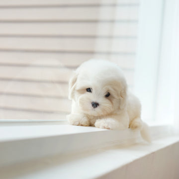 Coton de Tulear - Toby