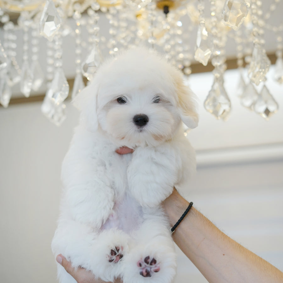 Coton de Tulear - Snowy
