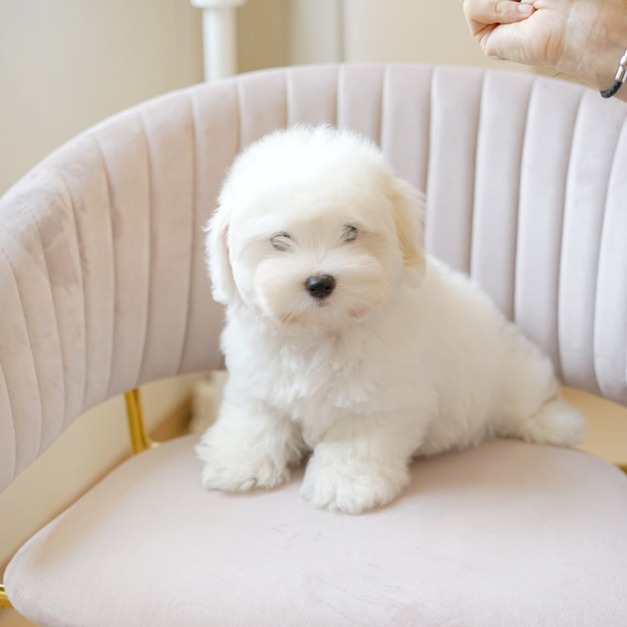 Coton de Tulear - Snowy