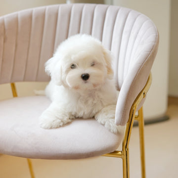 Coton de Tulear - Snowy