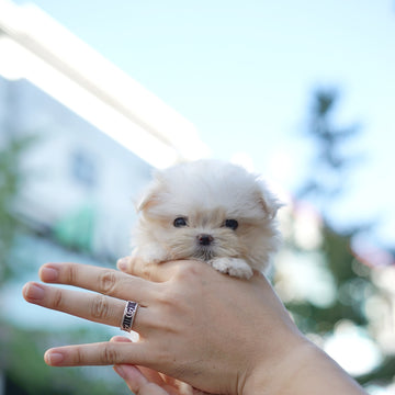 Maltese - Emily