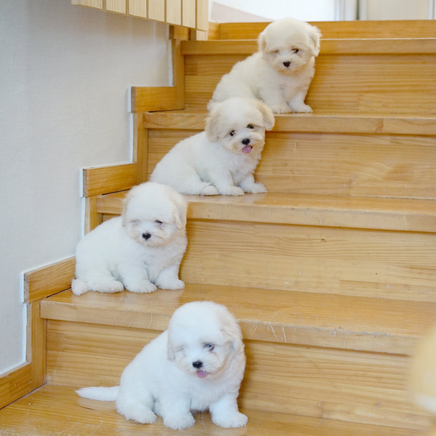Coton de Tulear - Nox