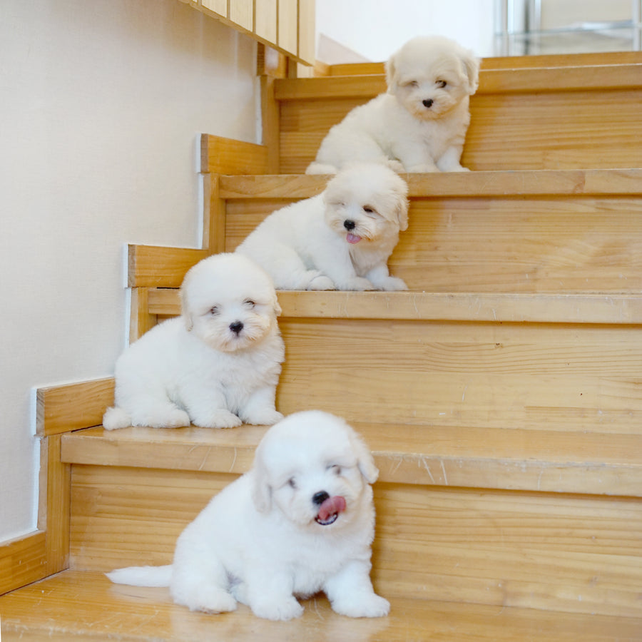 Coton de Tulear - Nox