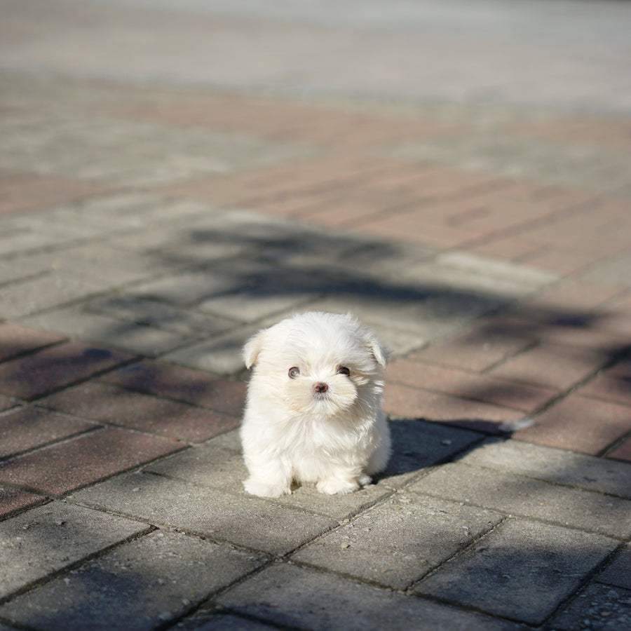 Maltese - Emily