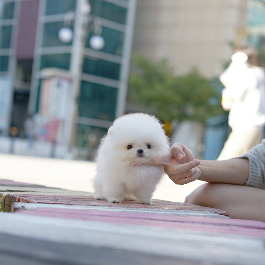 Pomeranian - Amelia