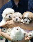 Coton de Tulear - Nico