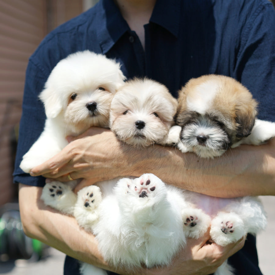 Coton de Tulear - Nico
