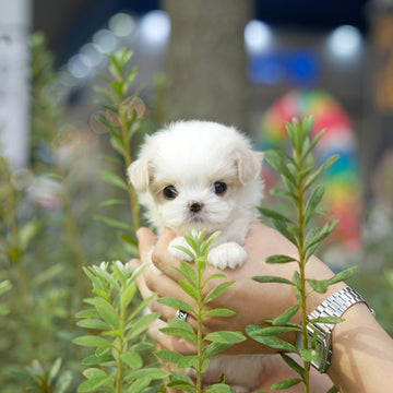 Mini Maltipoo - Marissa