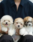 Coton de Tulear - Nico