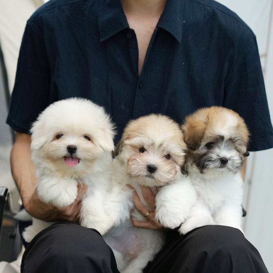 Coton de Tulear - Nico