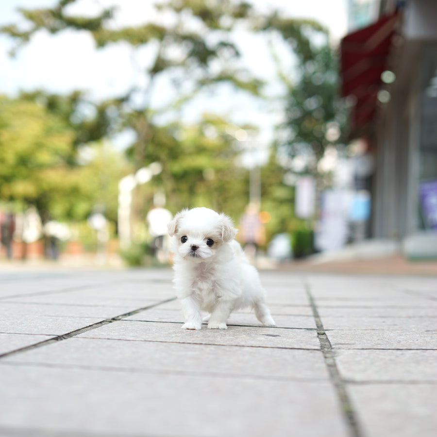 Mini Maltipoo - Marissa