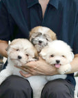 Coton de Tulear - Nico