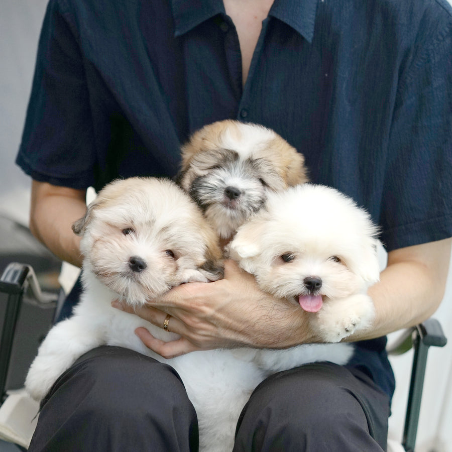 Coton de Tulear - Nico
