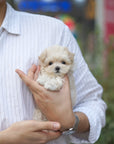 Mini Maltipoo - Naomi