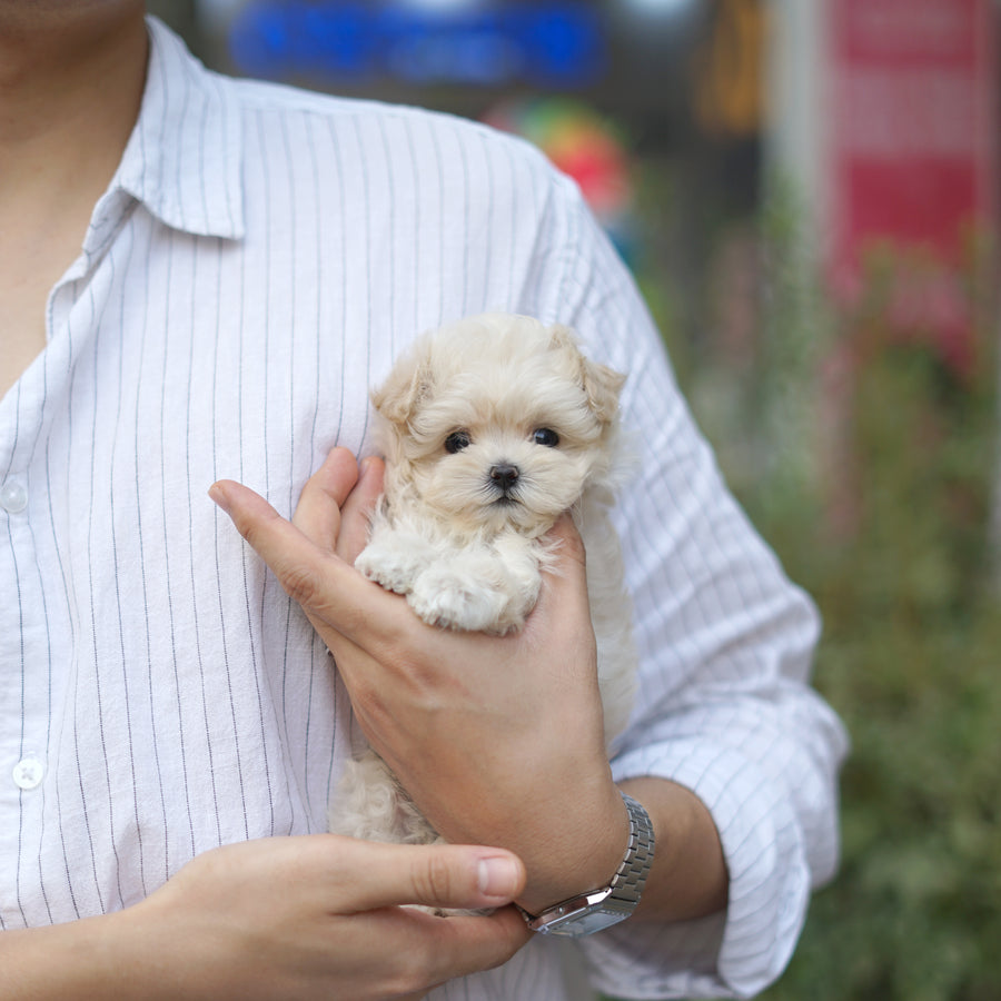 Mini Maltipoo - Naomi