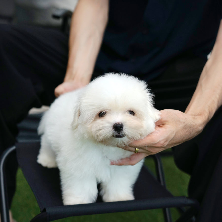 Coton de Tulear - Nico