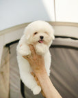 Coton de Tulear - Nico