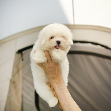 Coton de Tulear - Nico