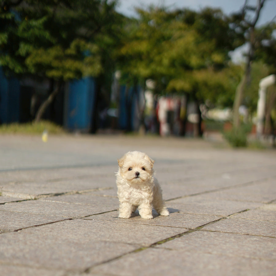 Mini Maltipoo - Naomi