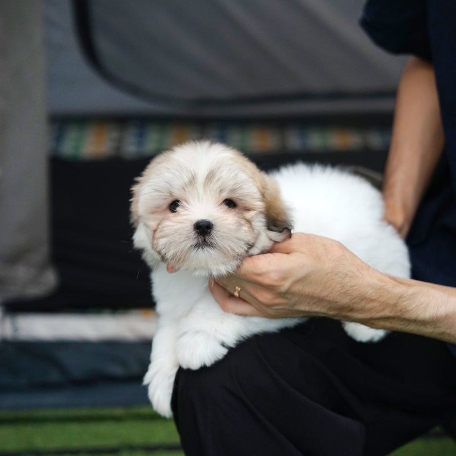 Coton de Tulear - Teddy