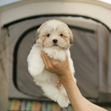 Coton de Tulear - Teddy