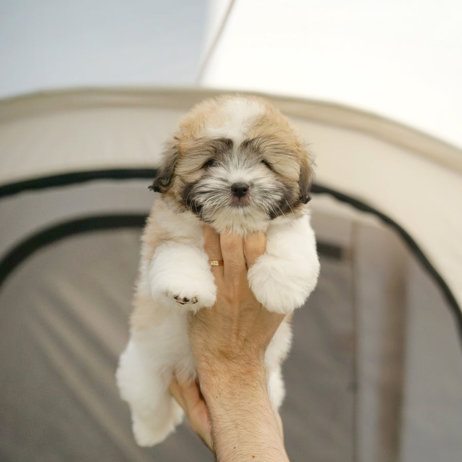 Coton de Tulear - Bijou