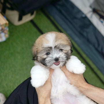 Coton de Tulear - Bijou