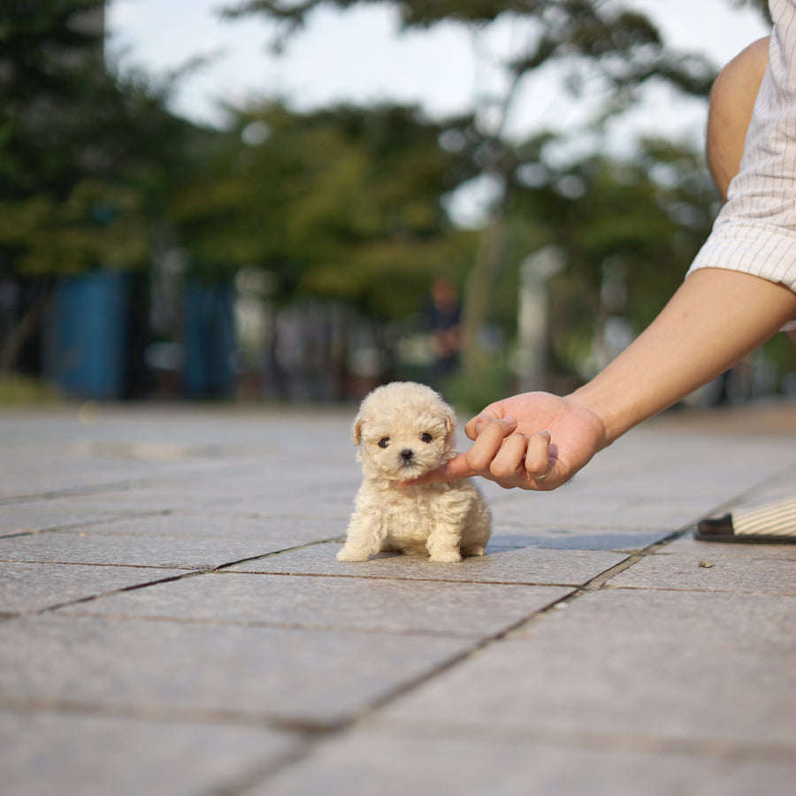 Mini Maltipoo - Winifred