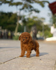 Tiny Poodle - Lisa