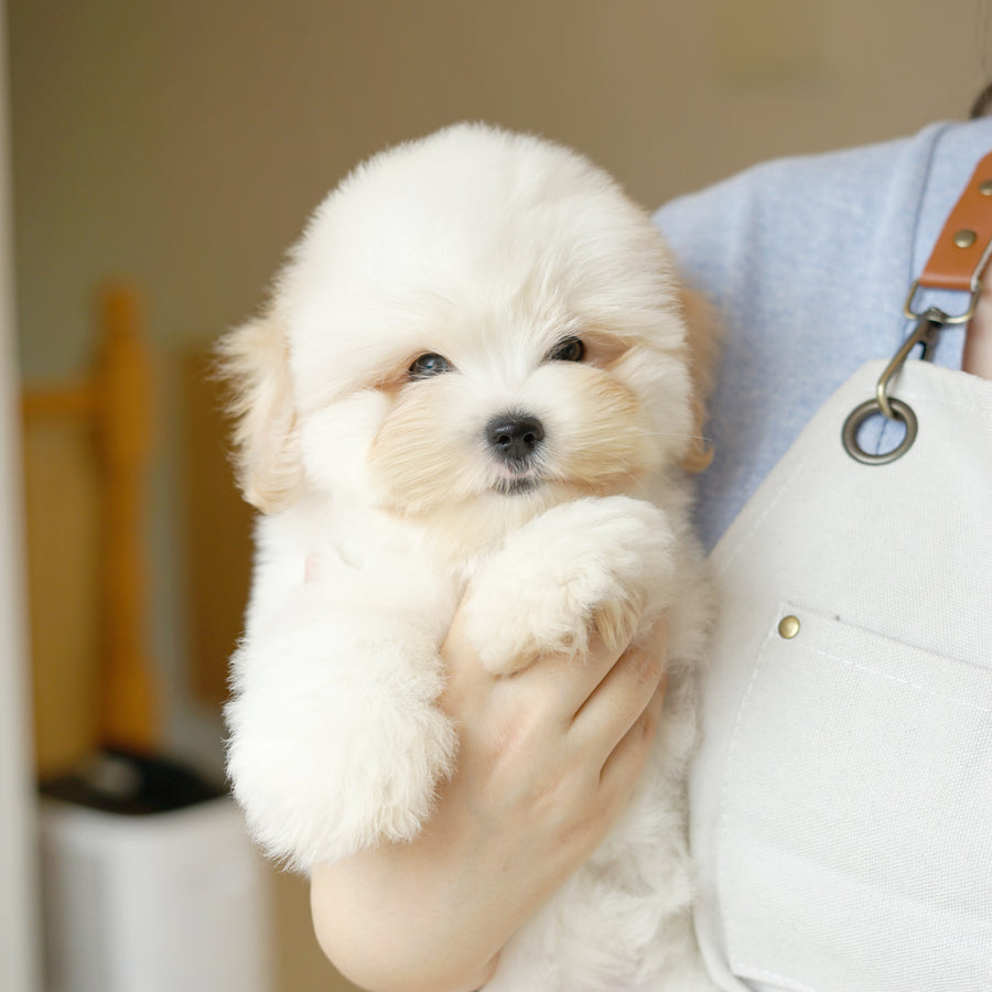 Coton de Tulear - Nerina